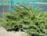 Juniperus sabina. Куст с микростробилами. Ставропольский край, г. Кисловодск, Крестовая гора, у тенисного корта. 01.04.2013.