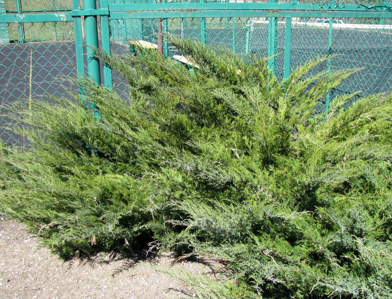 Image of Juniperus sabina specimen.