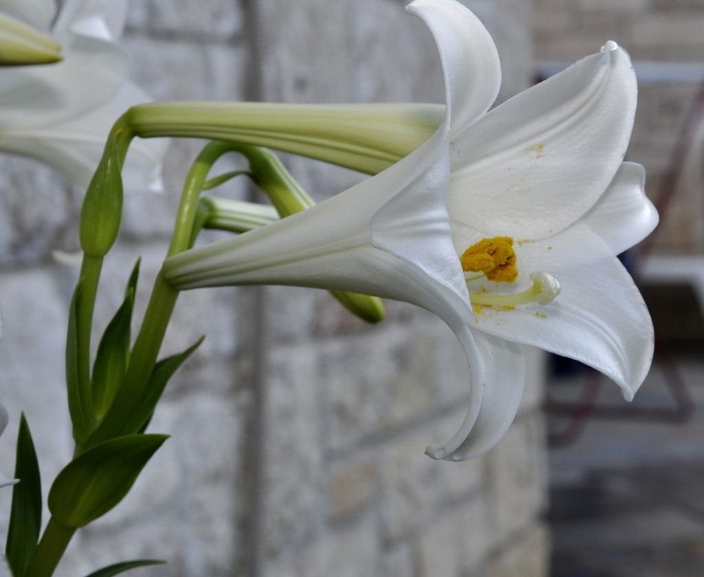 Изображение особи Lilium longiflorum.