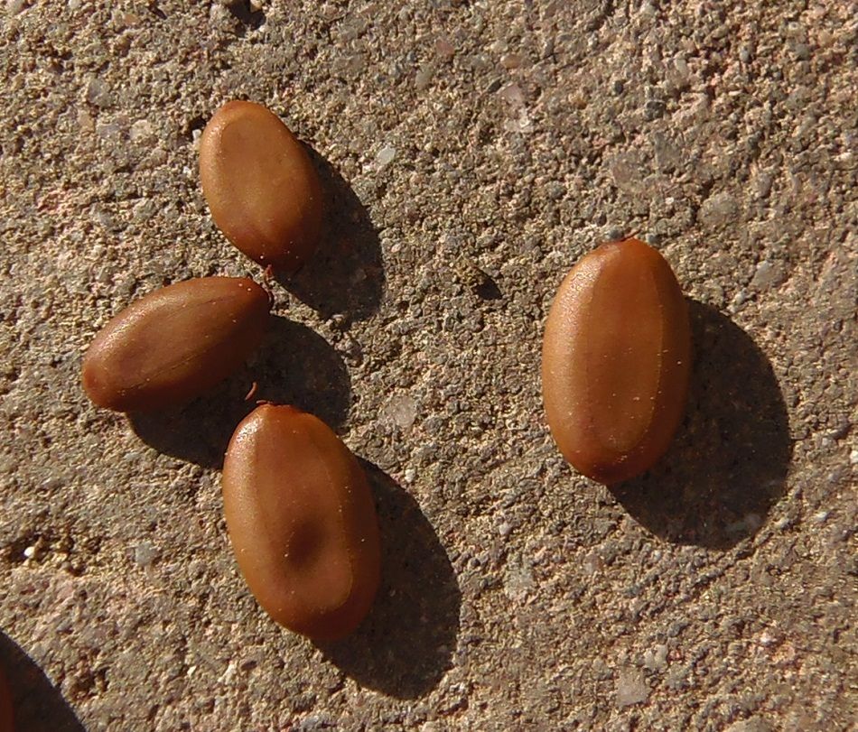 Image of Albizia julibrissin specimen.