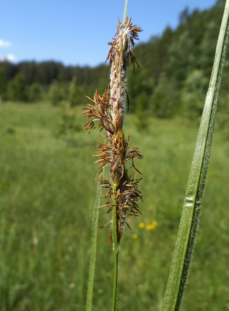 Изображение особи Carex atherodes.