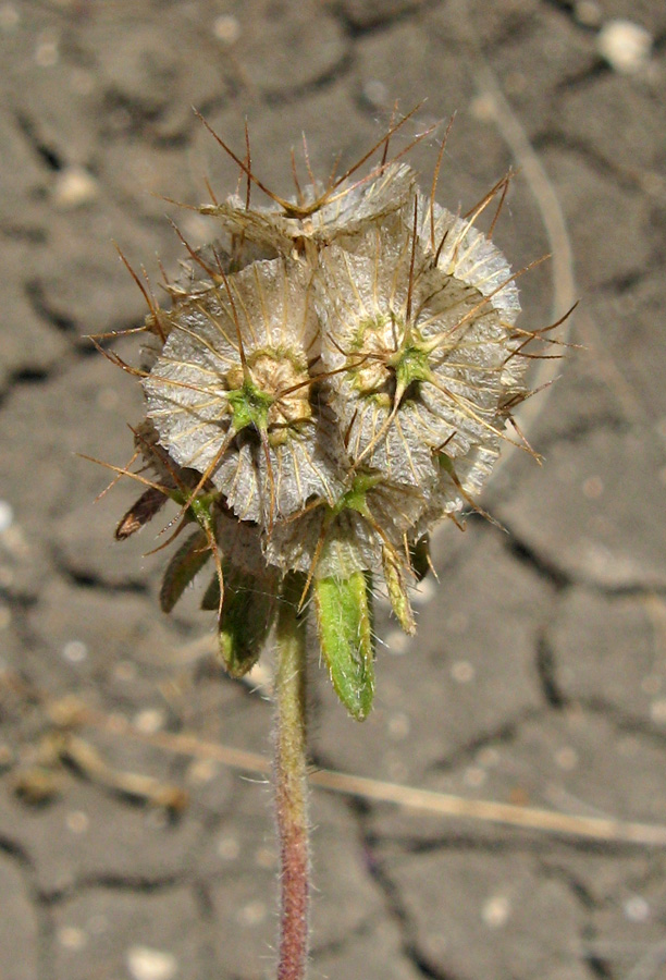 Image of Lomelosia micrantha specimen.