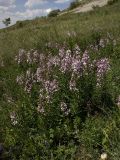 Dictamnus caucasicus. Цветущее растение на остепнённом склоне. Башкирия, Ишимбайский р-н, подножие горы Тратау. 06.06.2009.
