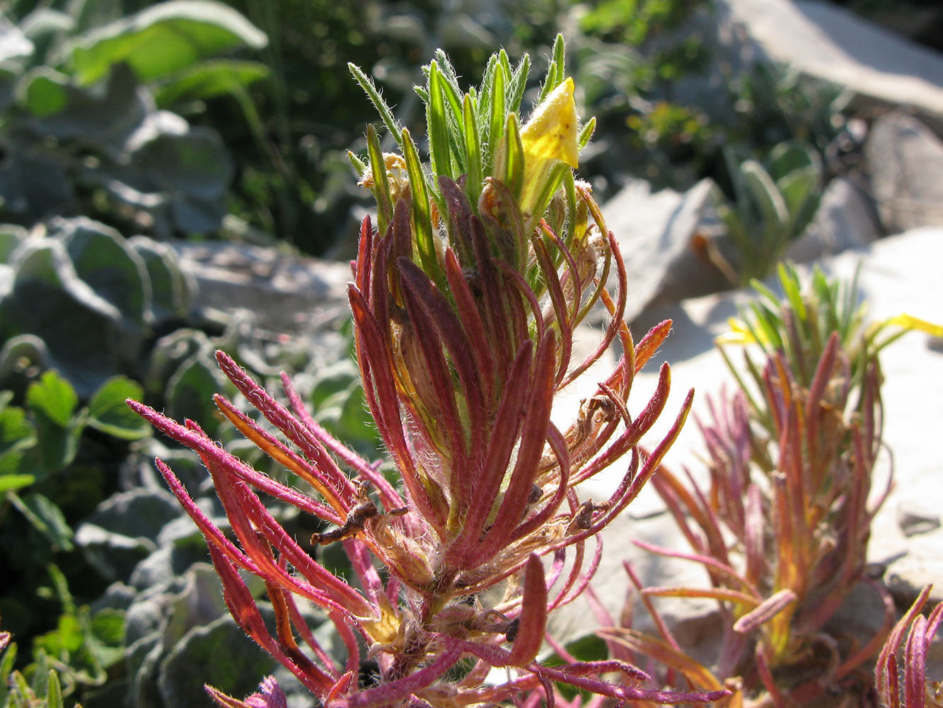Image of Ajuga chia specimen.