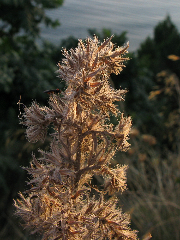 Изображение особи Echium vulgare.