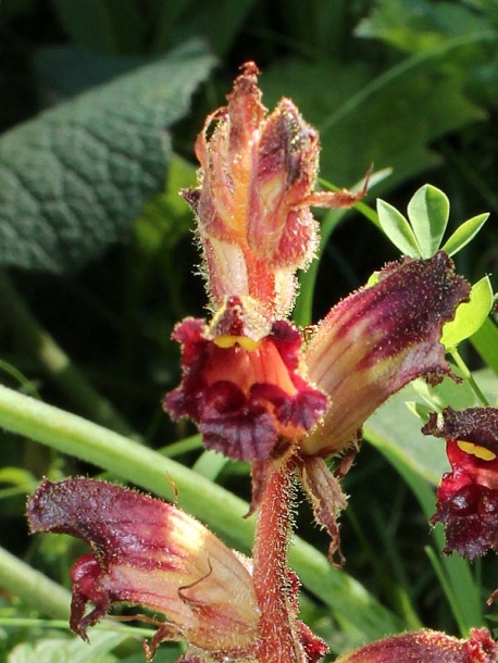 Изображение особи Orobanche gracilis.