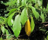 Pittosporum napaulense