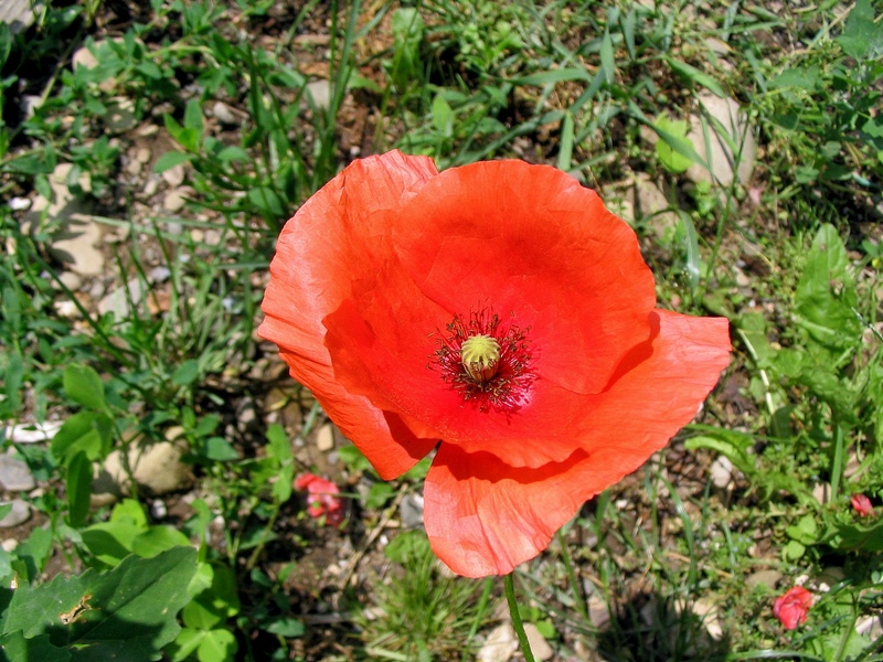 Image of Papaver rhoeas specimen.