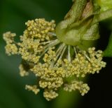 Ricinus communis