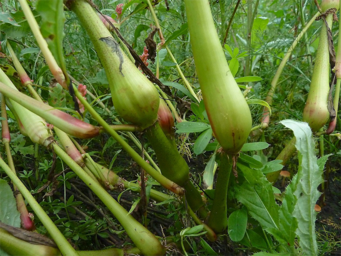 Image of Persicaria lapathifolia specimen.