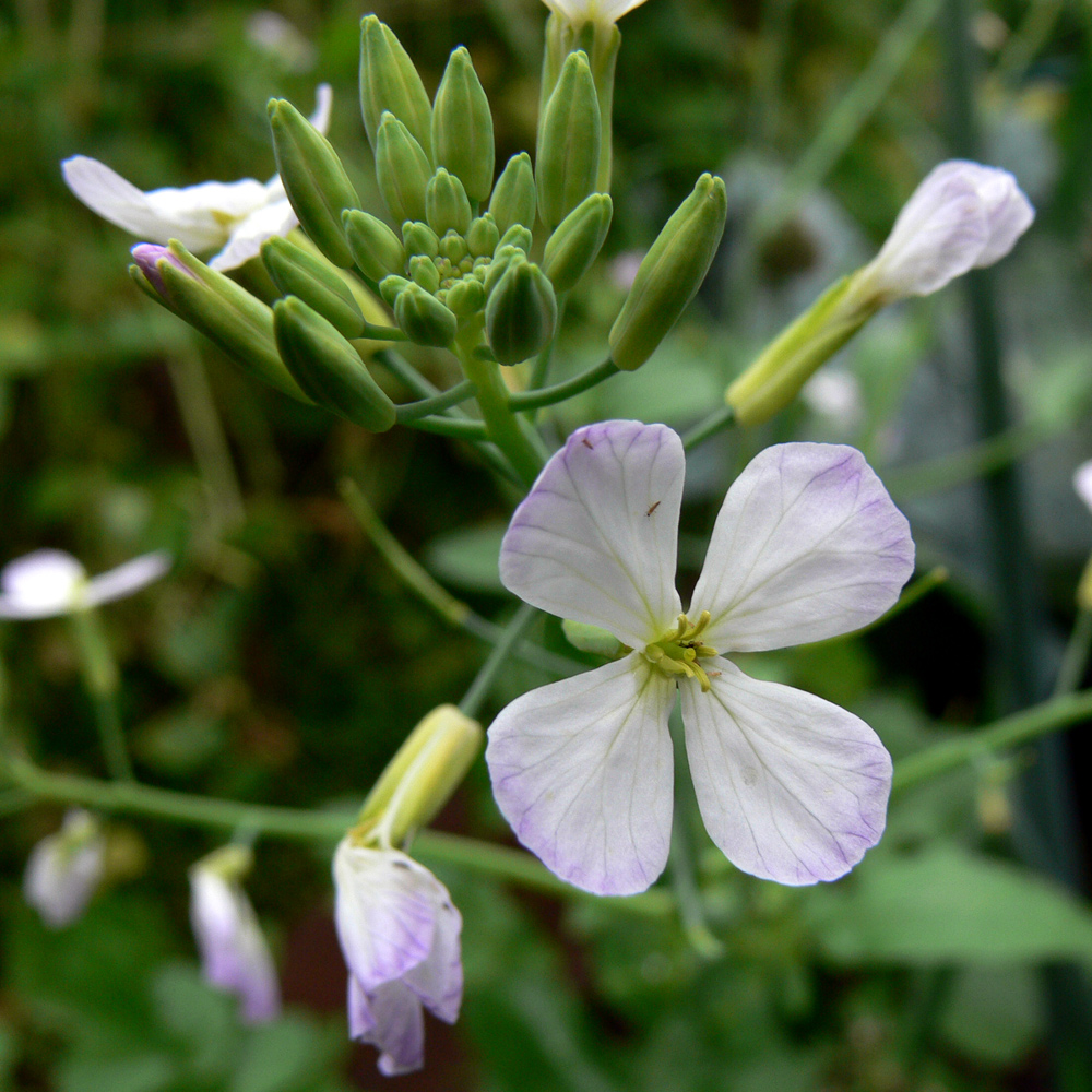 Изображение особи Raphanus raphanistroides.