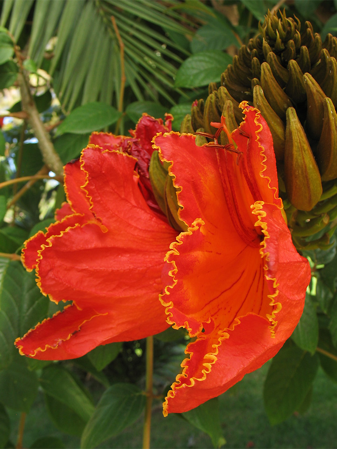 Image of Spathodea campanulata specimen.