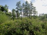 Spiraea salicifolia