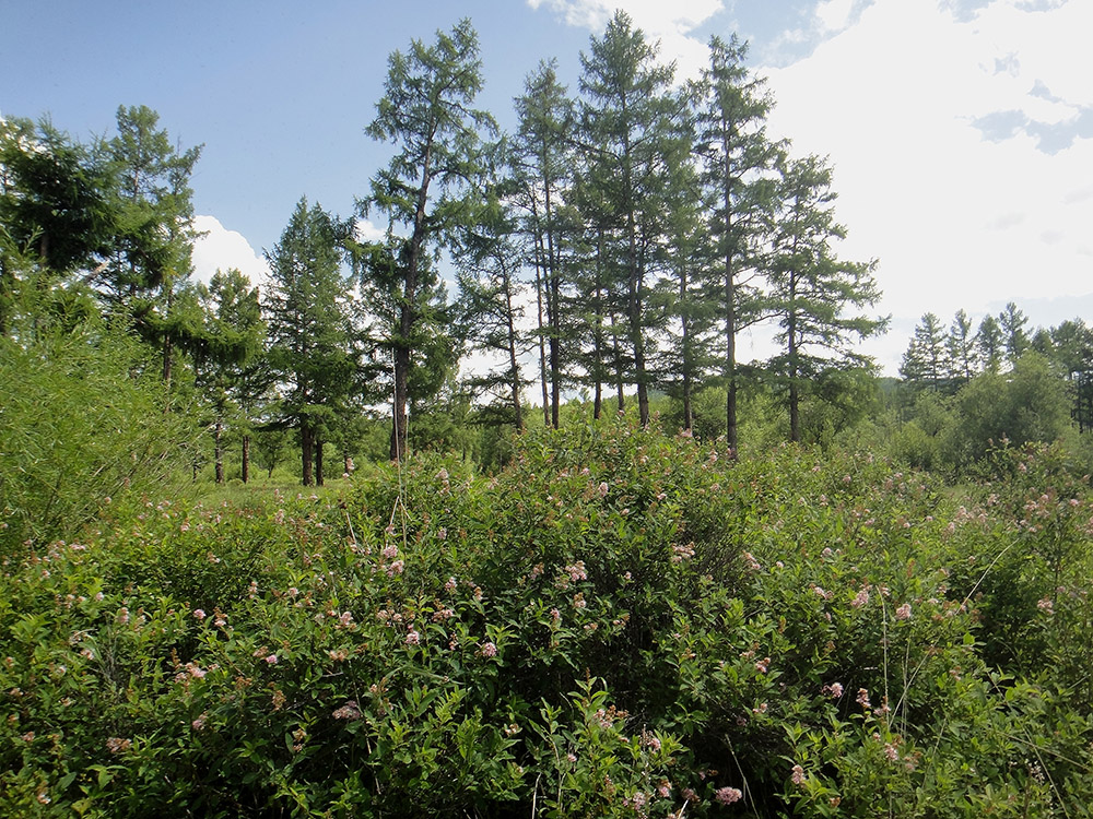 Изображение особи Spiraea salicifolia.