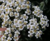 Achillea millefolium