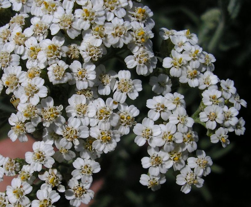 Изображение особи Achillea millefolium.