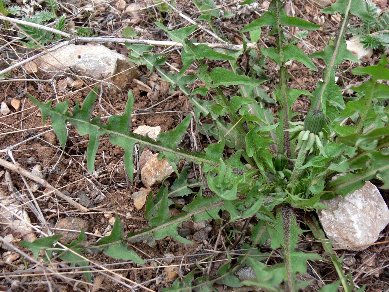 Изображение особи род Taraxacum.