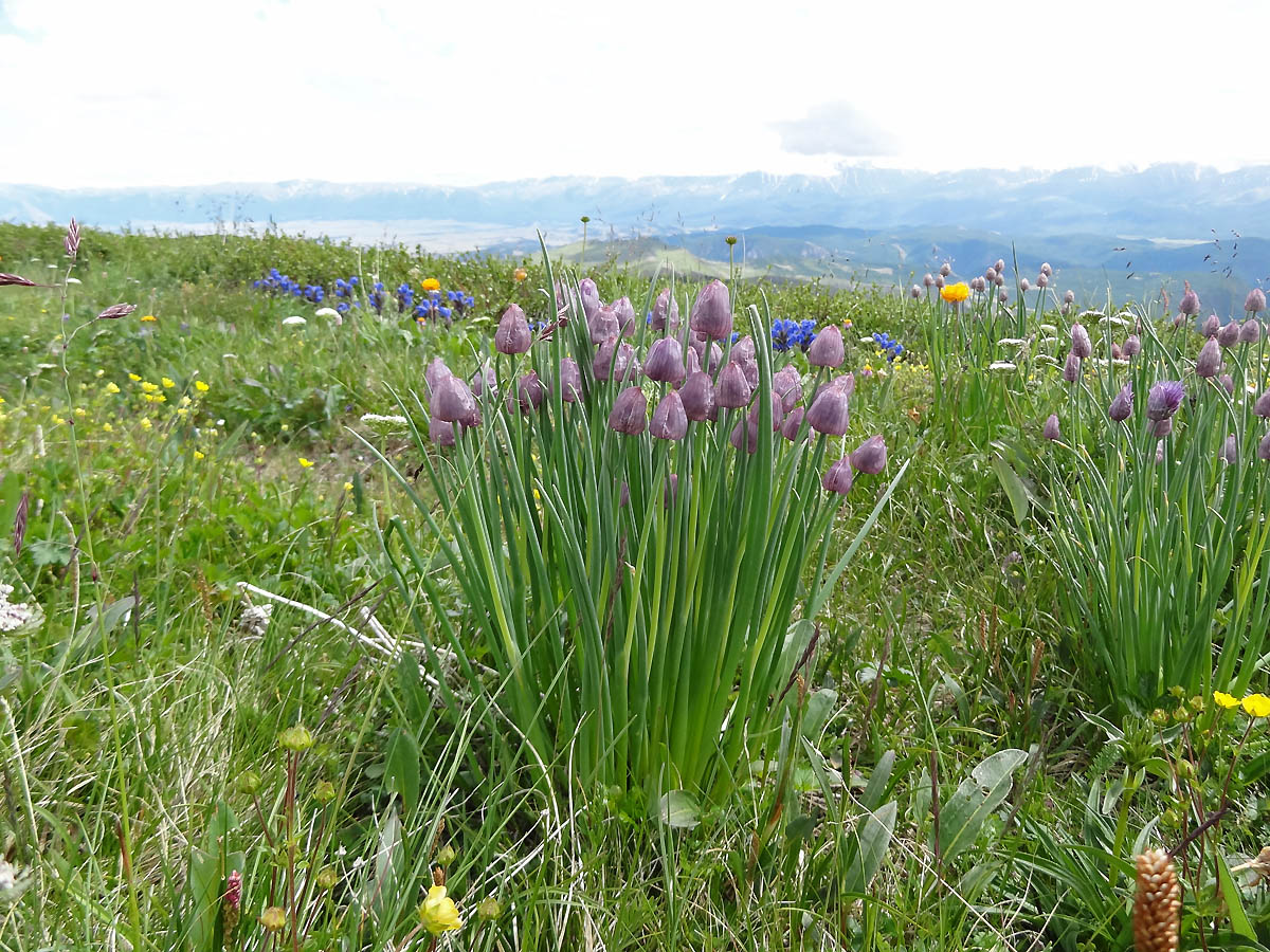 Изображение особи Allium schoenoprasum.