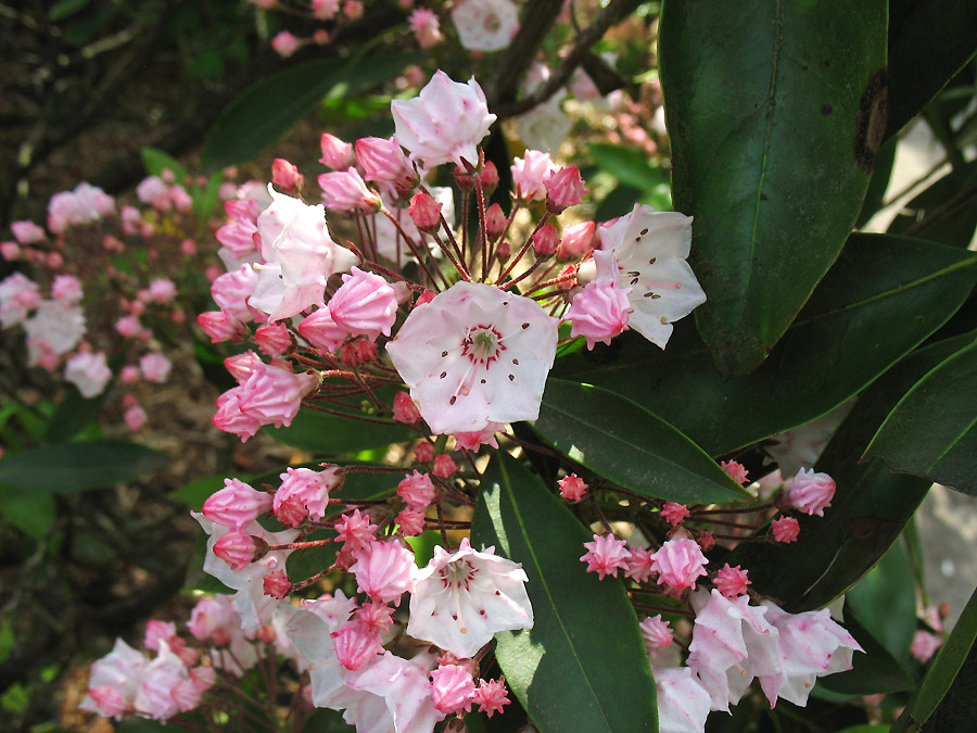 Image of Kalmia latifolia specimen.