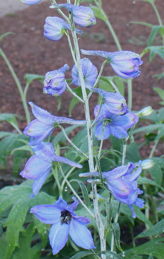Image of genus Delphinium specimen.