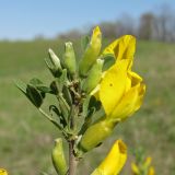 Chamaecytisus ruthenicus