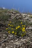 Potentilla incana