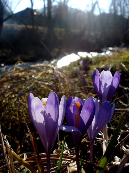 Image of Crocus heuffelianus specimen.