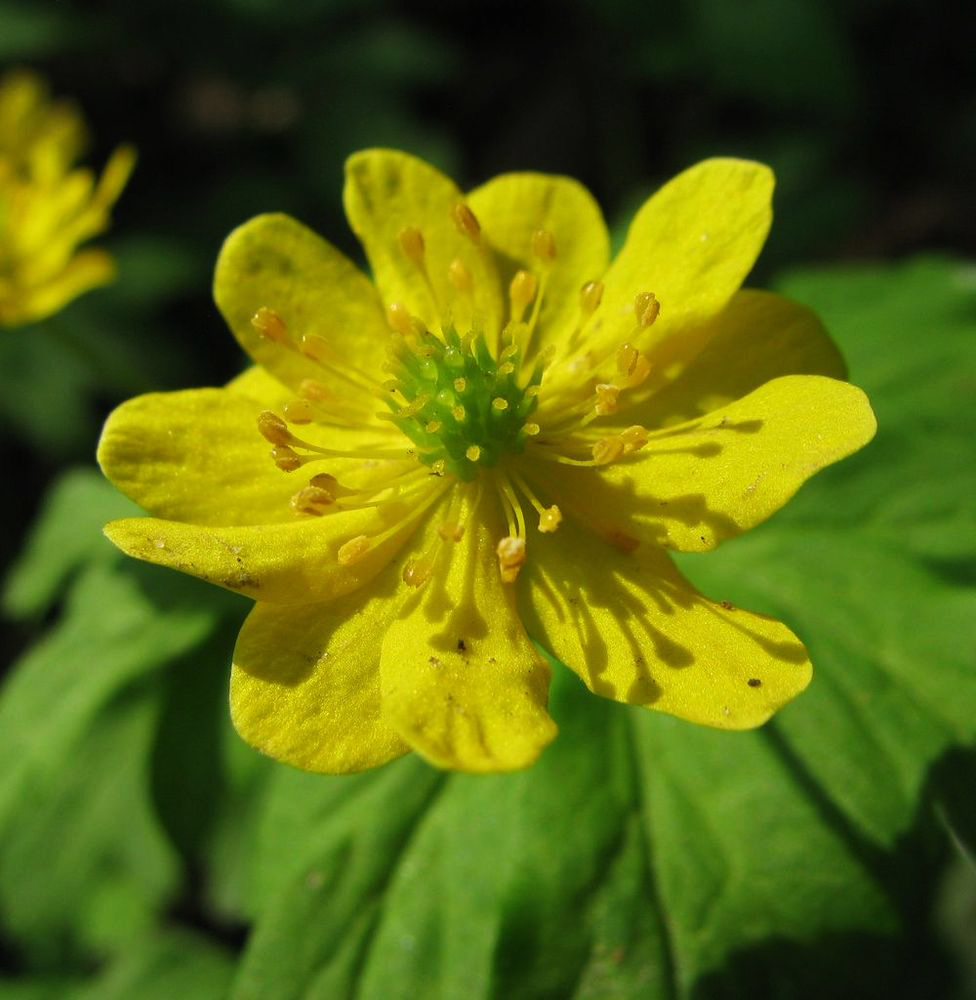 Image of Anemone ranunculoides specimen.