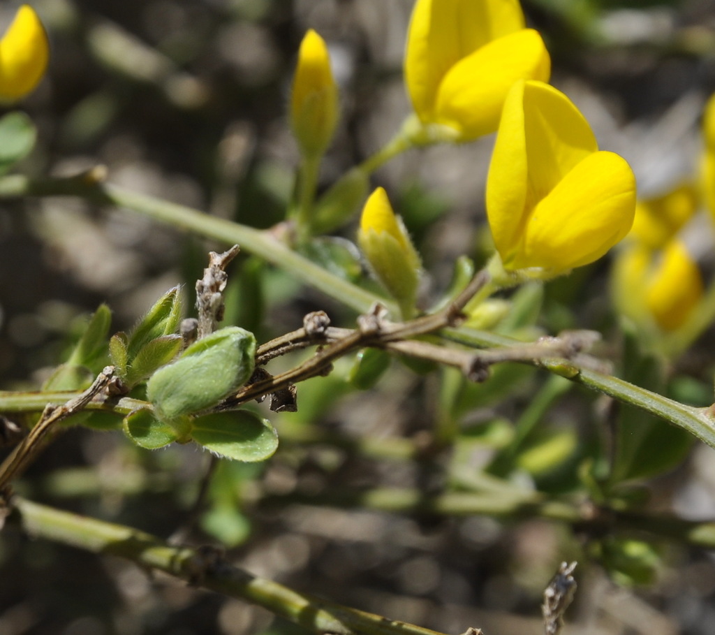 Image of Cytisus decumbens specimen.