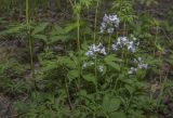 Cardamine trifida