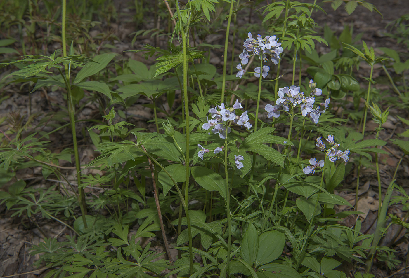 Image of Cardamine trifida specimen.