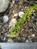 Thesium brachyphyllum. Верхушка побега с цветками и завязавшимися плодами. Крым, Симферополь, Марьино, степной склон. 18 апреля 2014 г.