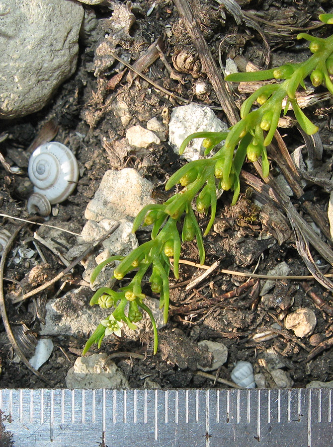 Изображение особи Thesium brachyphyllum.