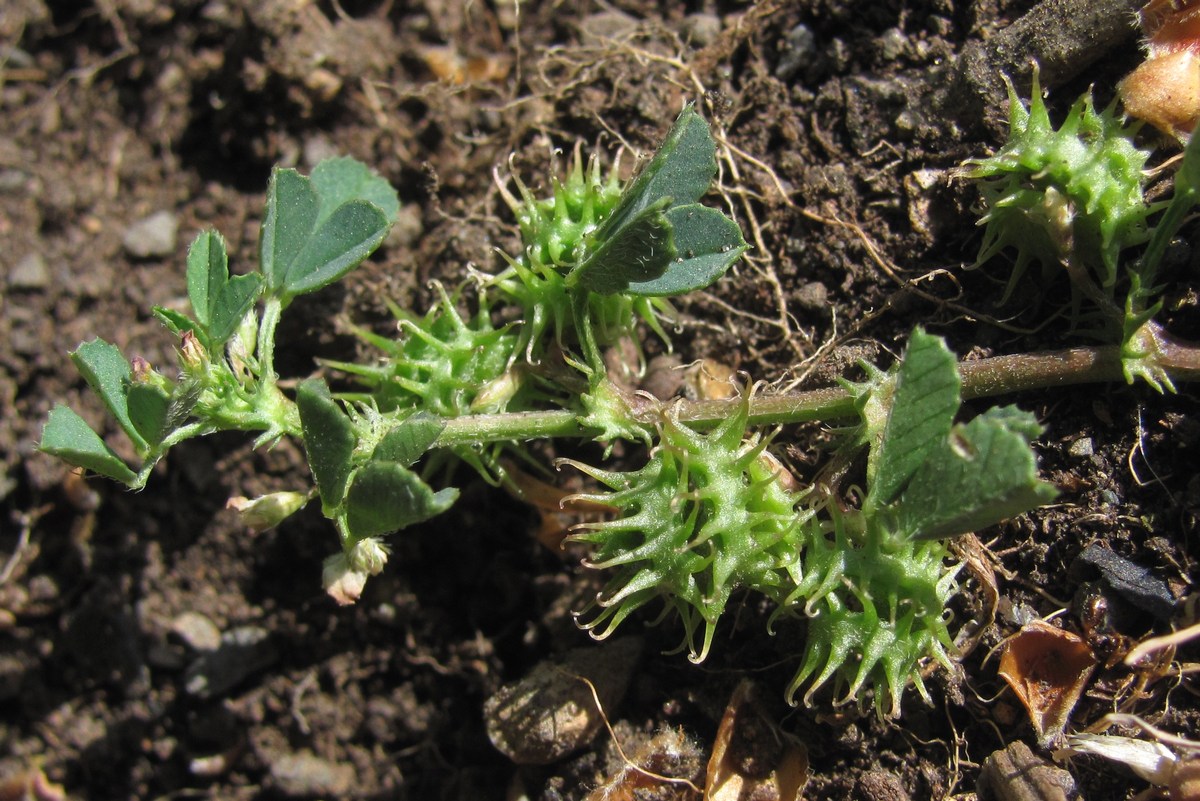 Image of Medicago praecox specimen.