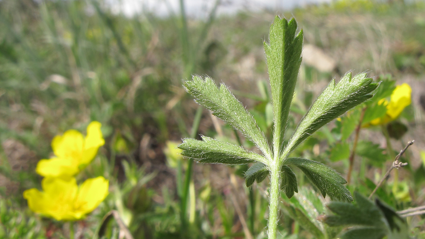 Image of Potentilla sphenophylla specimen.