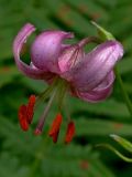 Lilium martagon