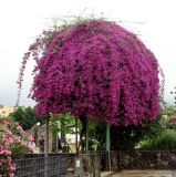 genus Bougainvillea