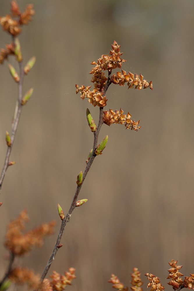 Image of Myrica gale specimen.