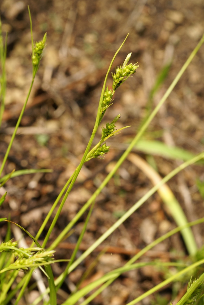 Image of Carex leucochlora specimen.