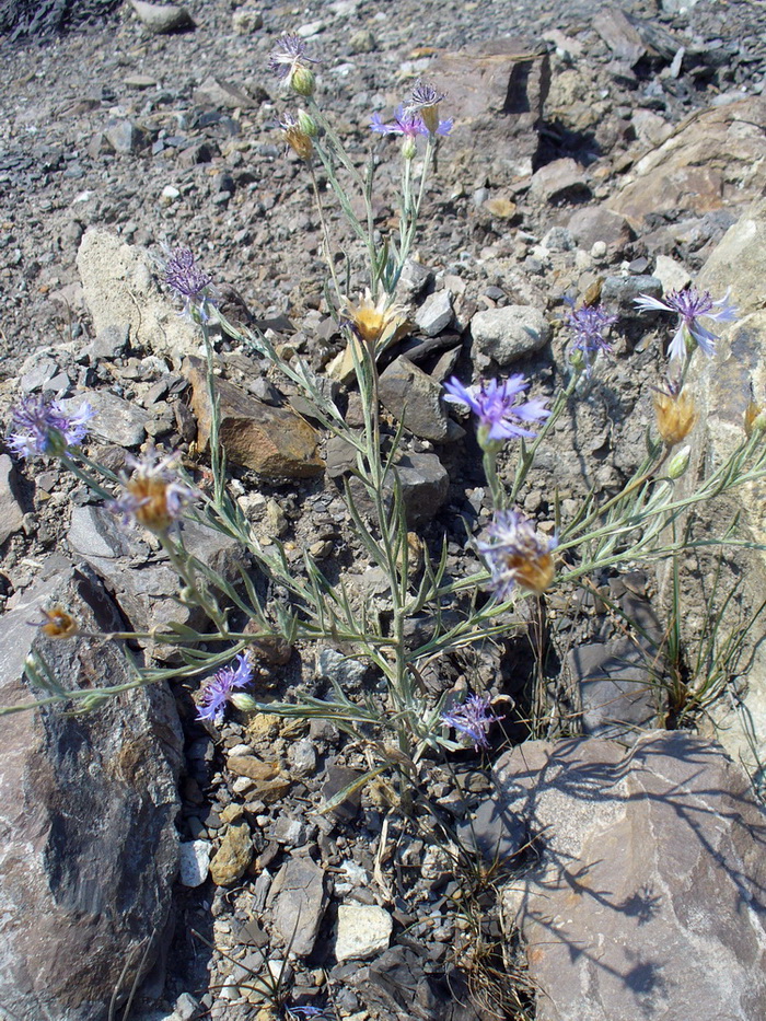 Image of Centaurea cyanus specimen.