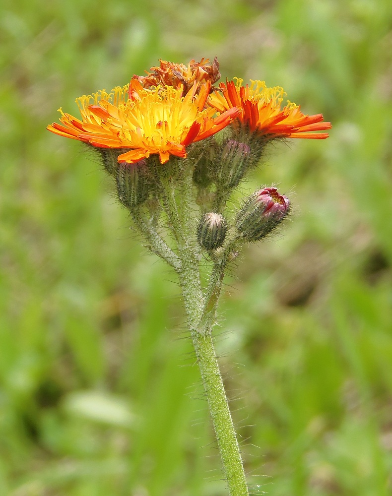 Image of Pilosella × roxolanica specimen.