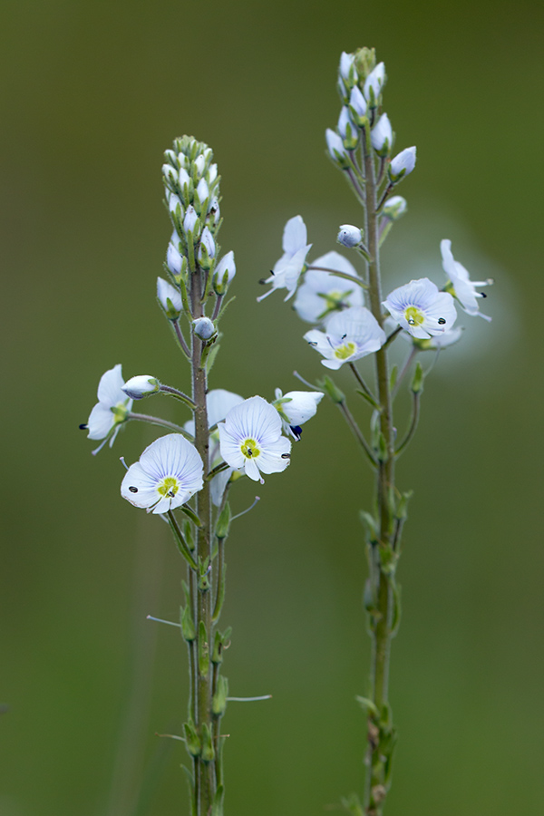 Image of Veronica gentianoides specimen.