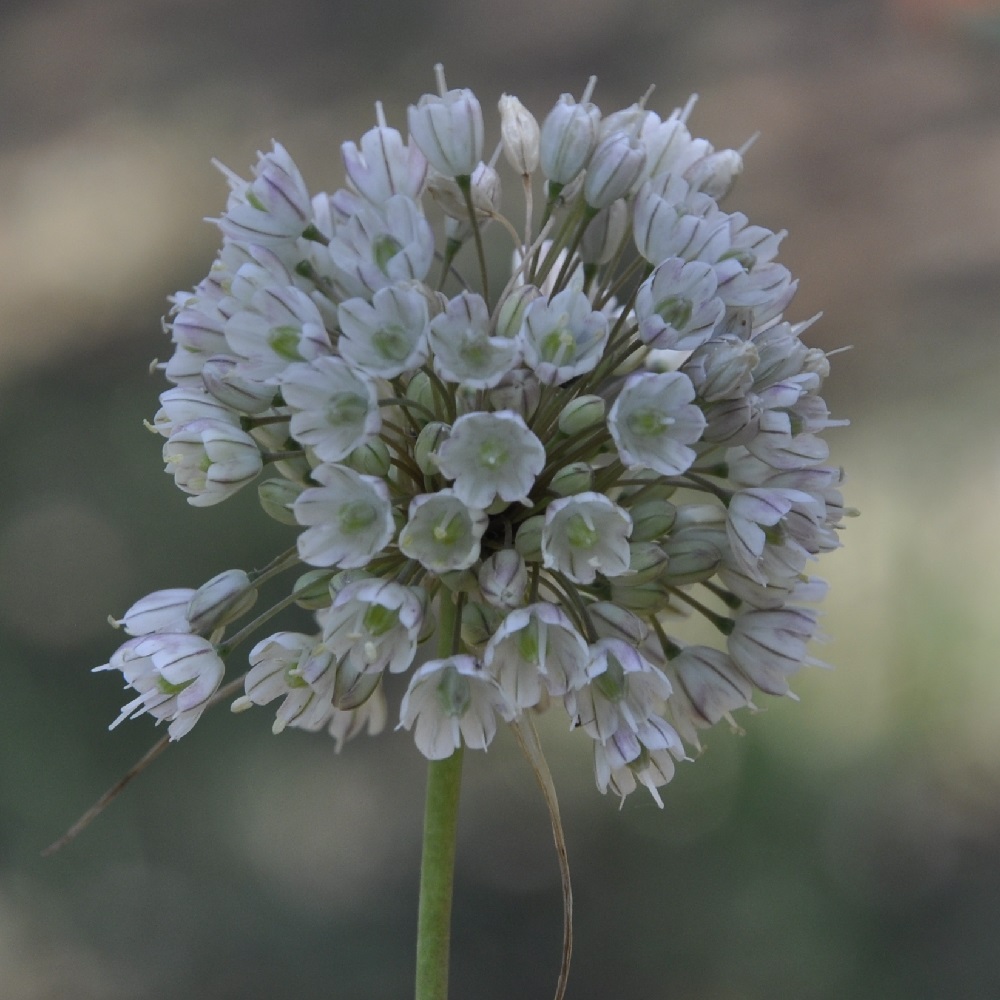 Image of Allium pallens specimen.
