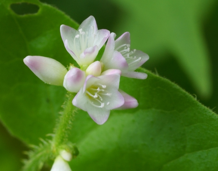 Image of Truellum japonicum specimen.
