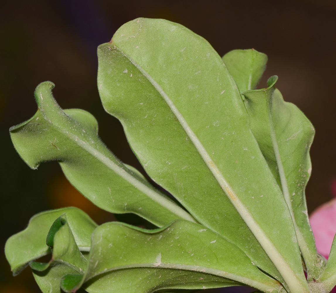 Image of Adenium obesum specimen.