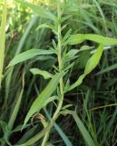 Achillea cartilaginea