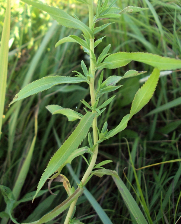 Image of Achillea cartilaginea specimen.