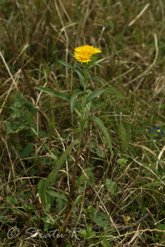 Изображение особи Inula britannica.