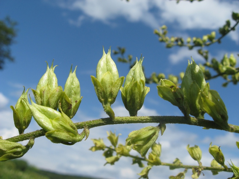 Изображение особи Veratrum lobelianum.