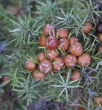 Juniperus deltoides